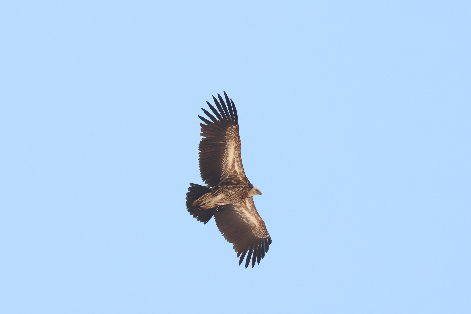 Himalayan Vulture (image by Hannu Jännes)