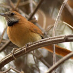 Hoary-throated Spinetail (image by Eustace Barnes)