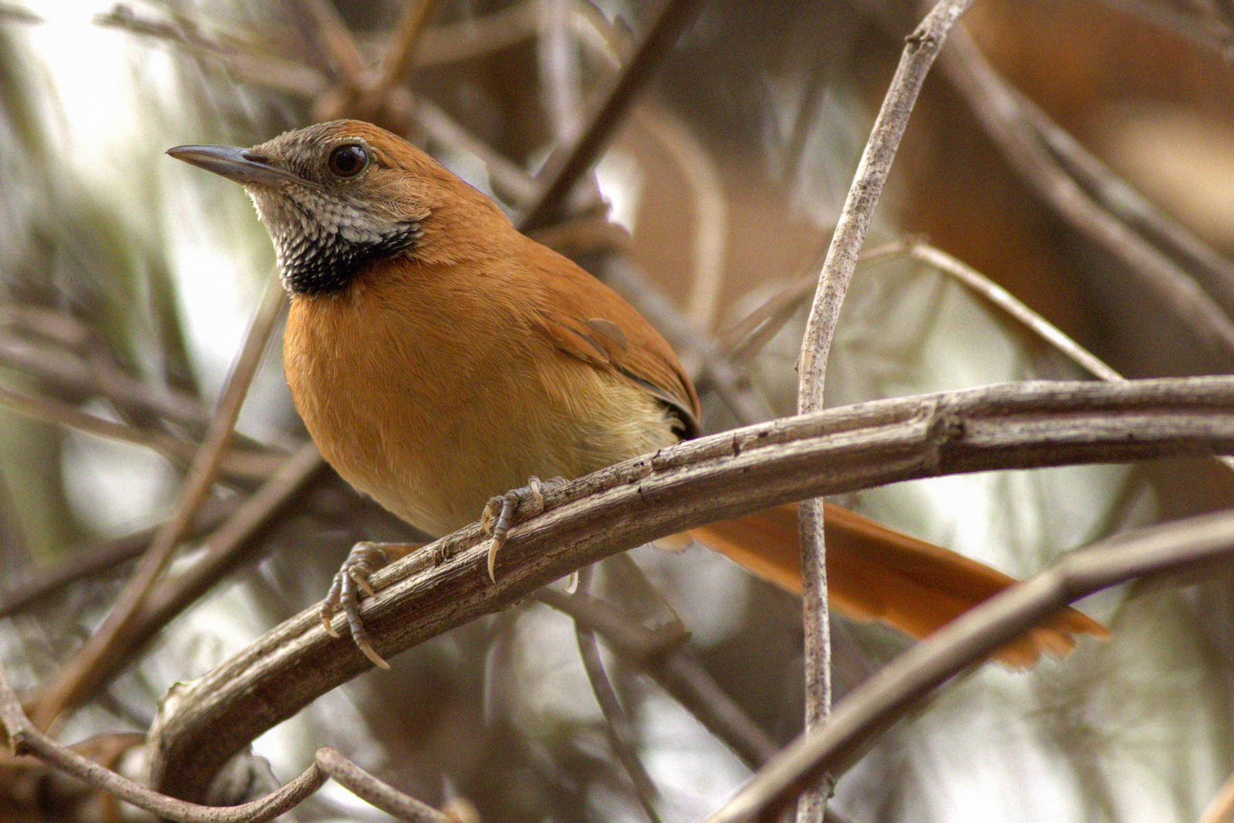 Hoary-throated Spinetail (image by Eustace Barnes)