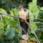 Hoatzin (image by Eustace Barnes)