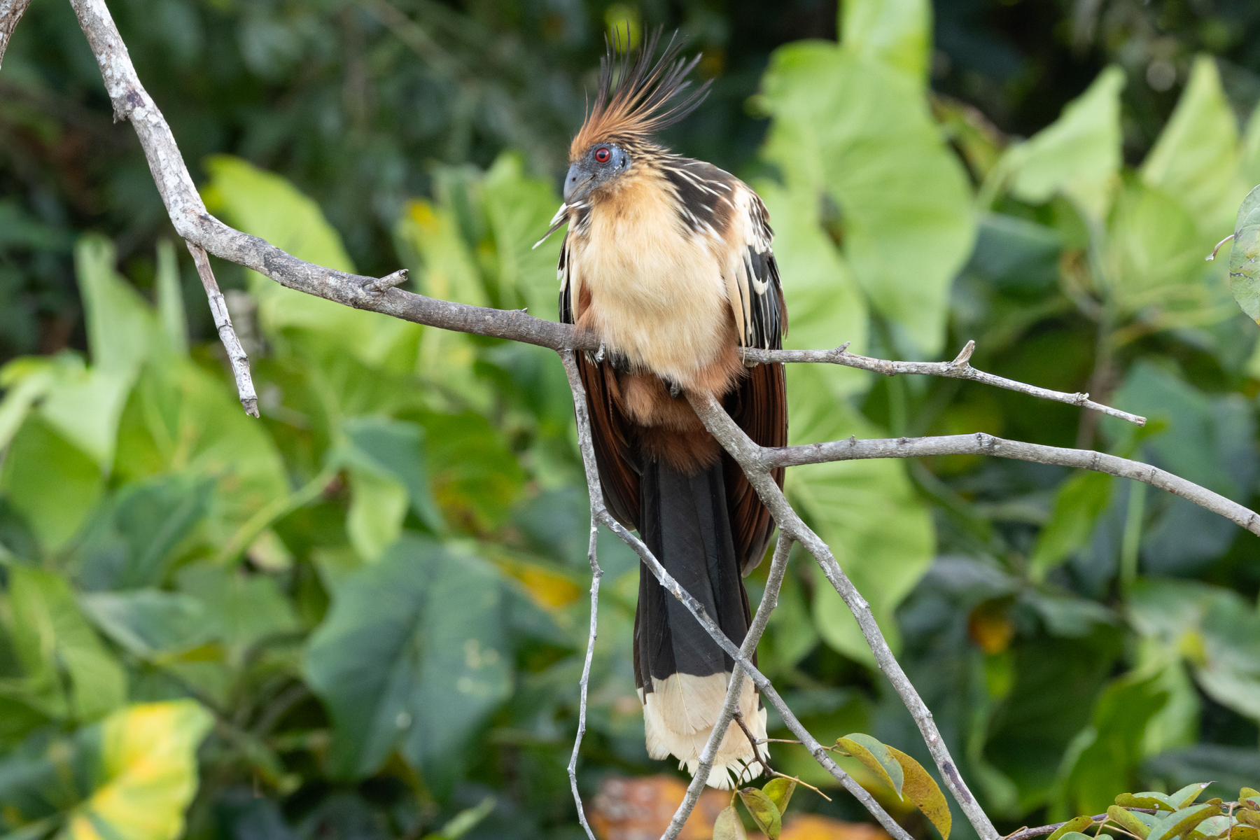 Hoatzin (image by Eustace Barnes)