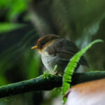 Hooded Antpitta (image by Trevor Ellery)