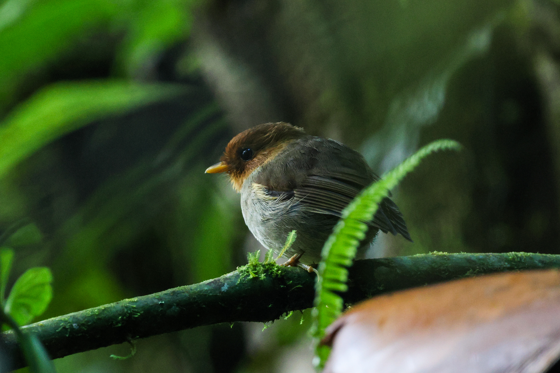 Hooded Antpitta (image by Trevor Ellery)