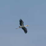 Hybrid Milky X Painted Stork (image by Vincent van der Spek)