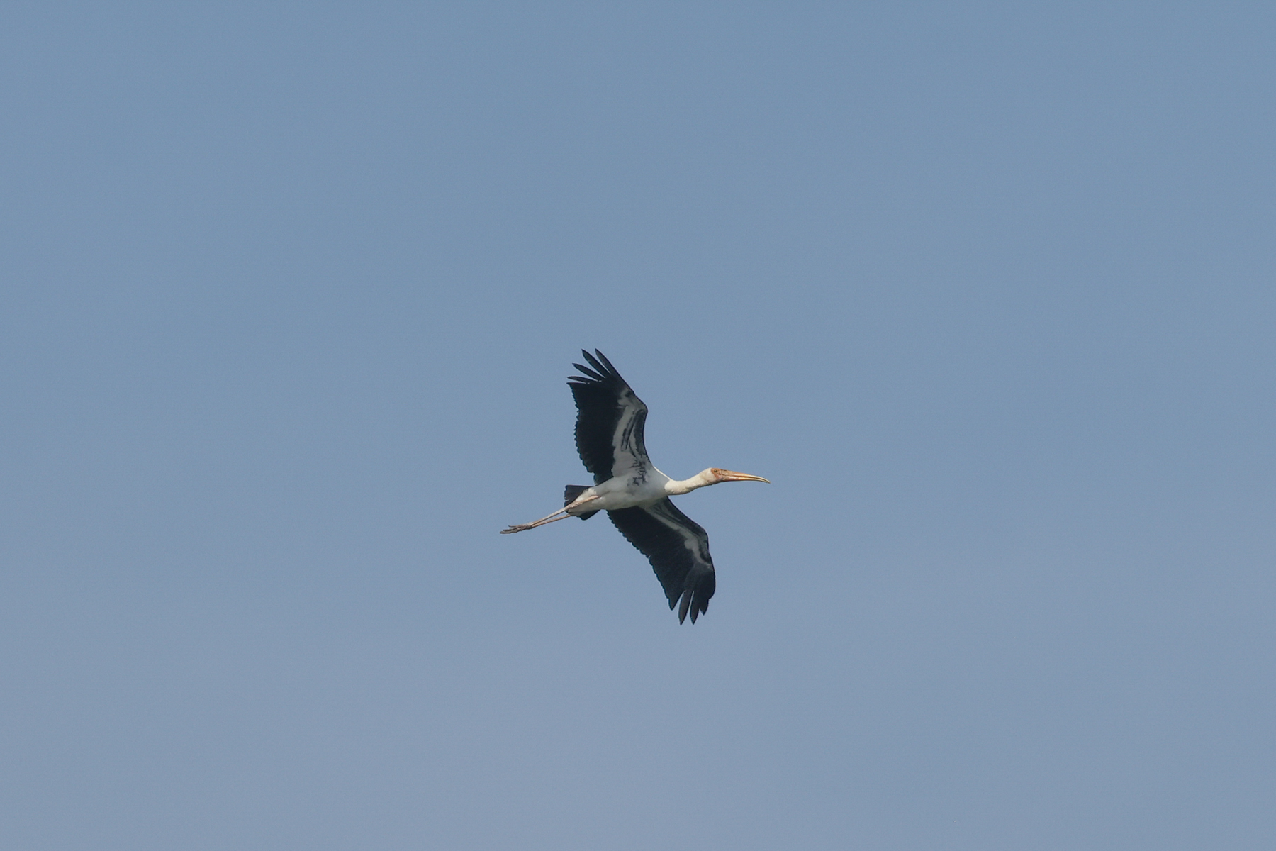 Hybrid Milky X Painted Stork (image by Vincent van der Spek)