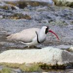 Ibisbill (image by Hannu Jännes)