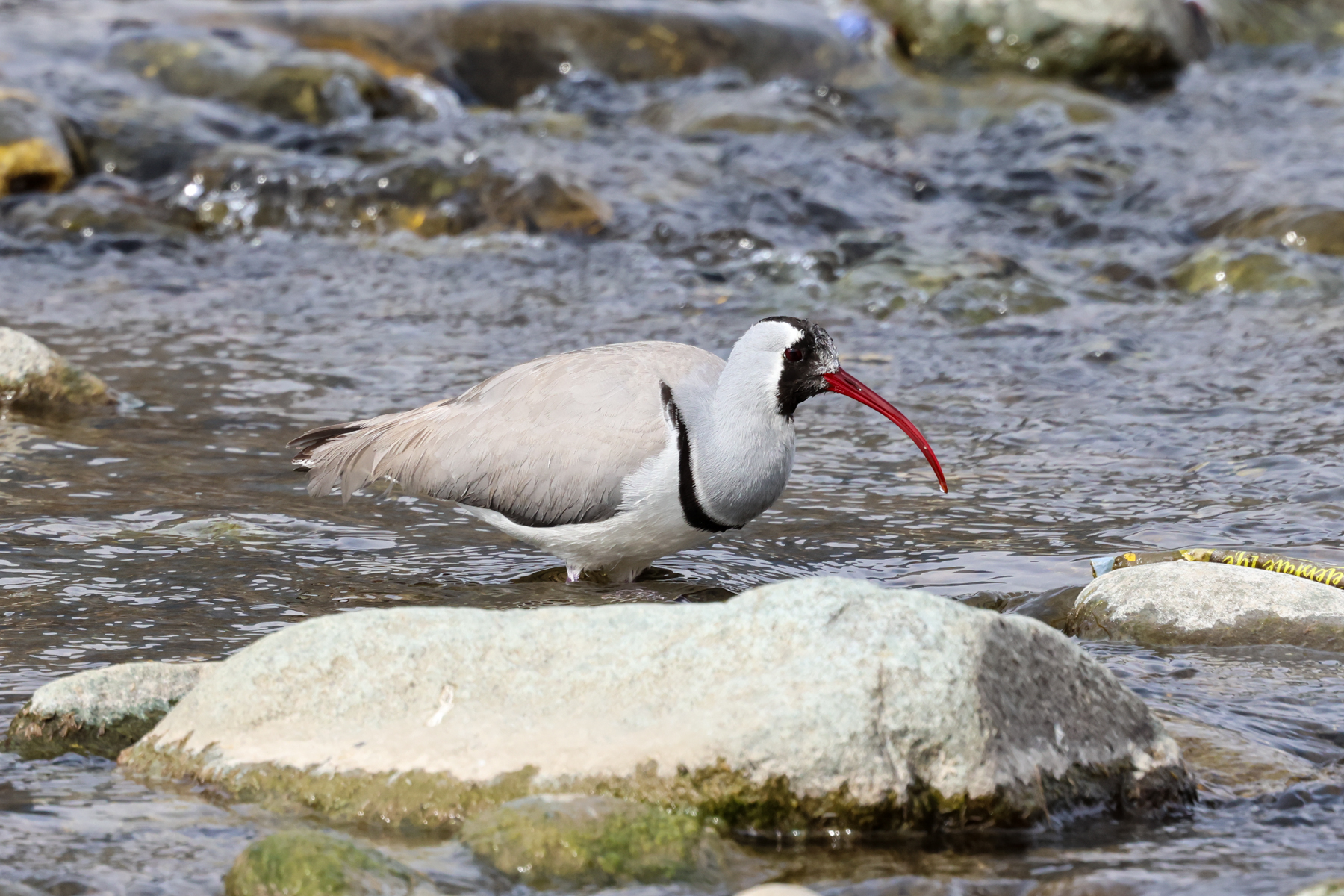 Ibisbill (image by Hannu Jännes)