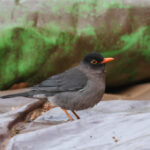 Indian Blackbird (image by Hannu Jännes)