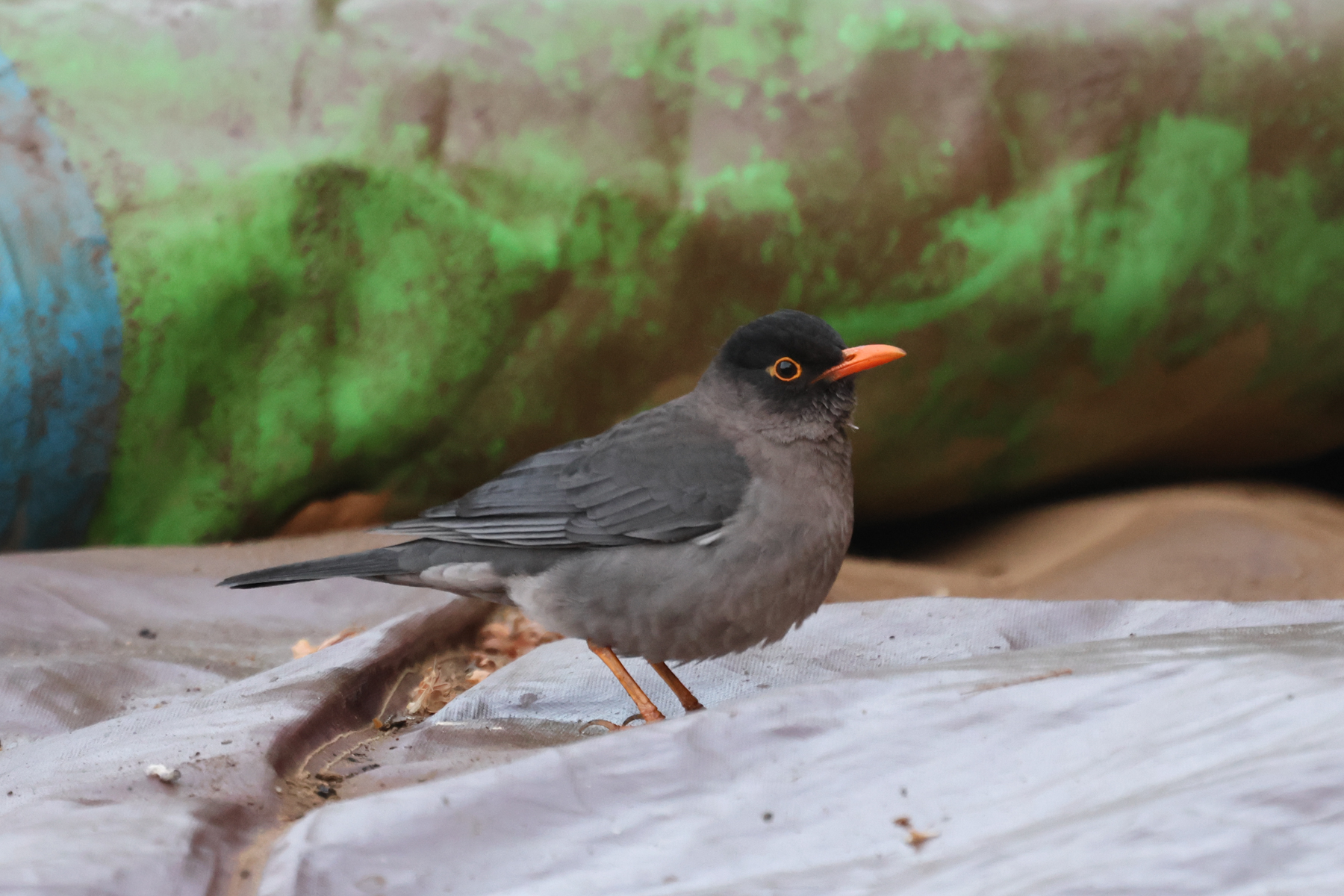 Indian Blackbird (image by Hannu Jännes)