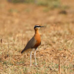 Indian Courser (image by Hannu Jännes)