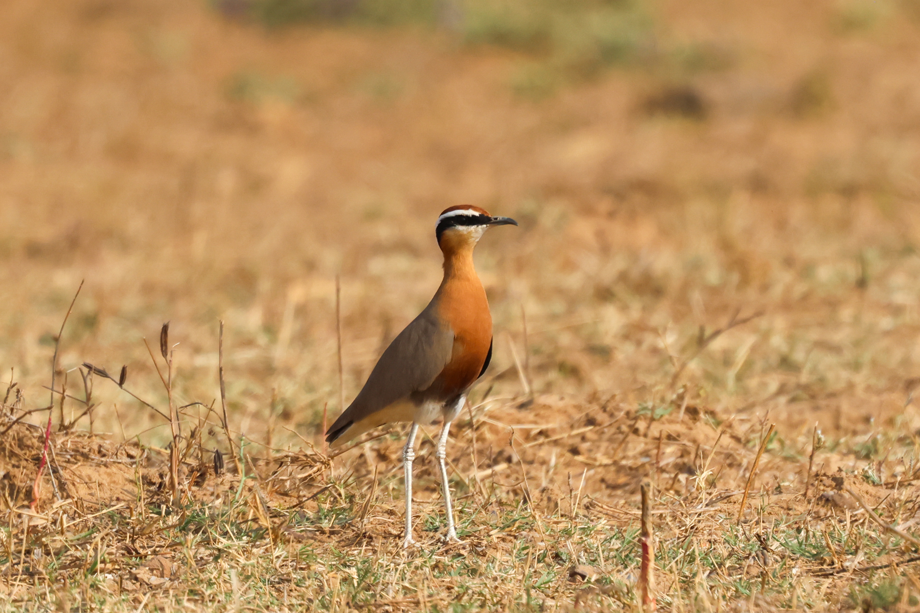Indian Courser (image by Hannu Jännes)