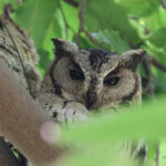 Indian Scops Owls (image by Hannu Jännes)