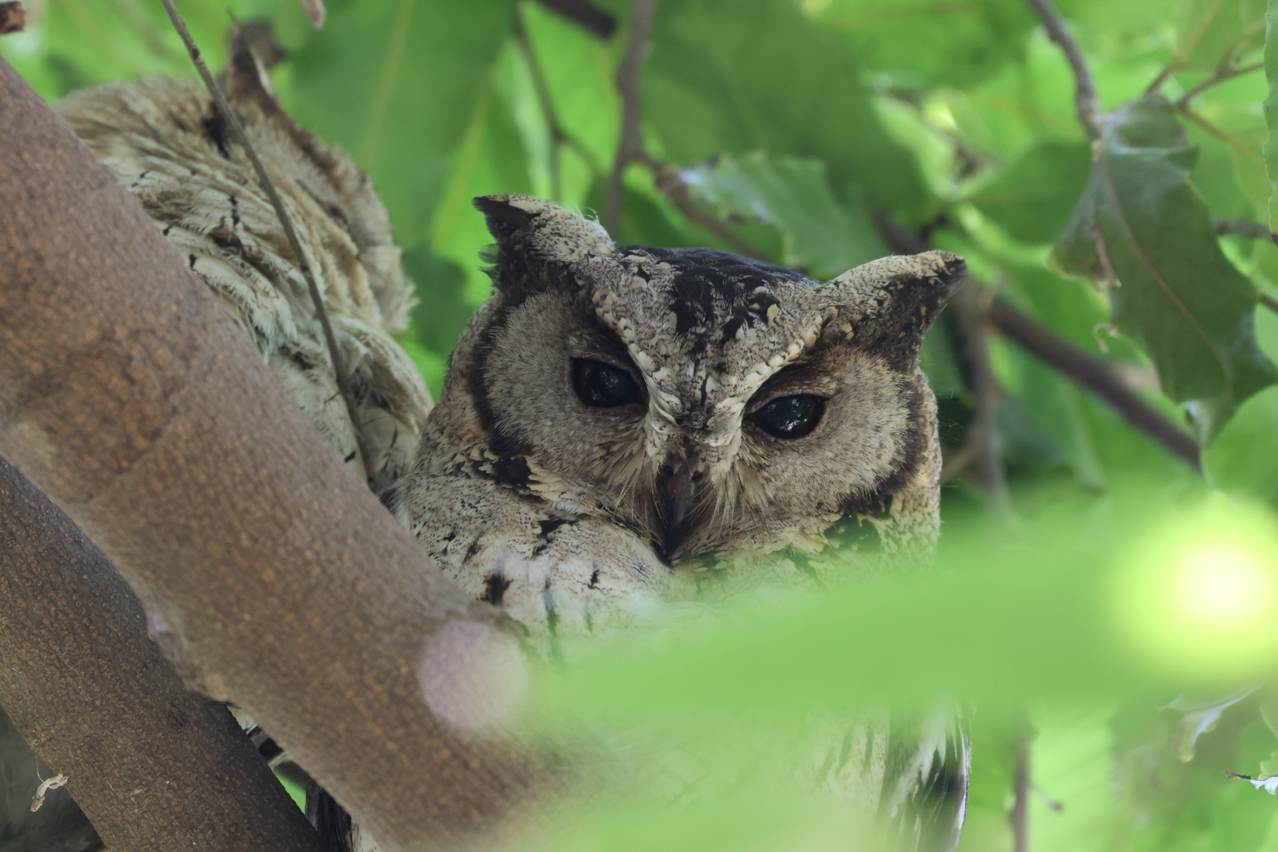 Indian Scops Owls (image by Hannu Jännes)