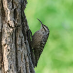 Indian Spotted Creeper (image by Hannu Jännes)