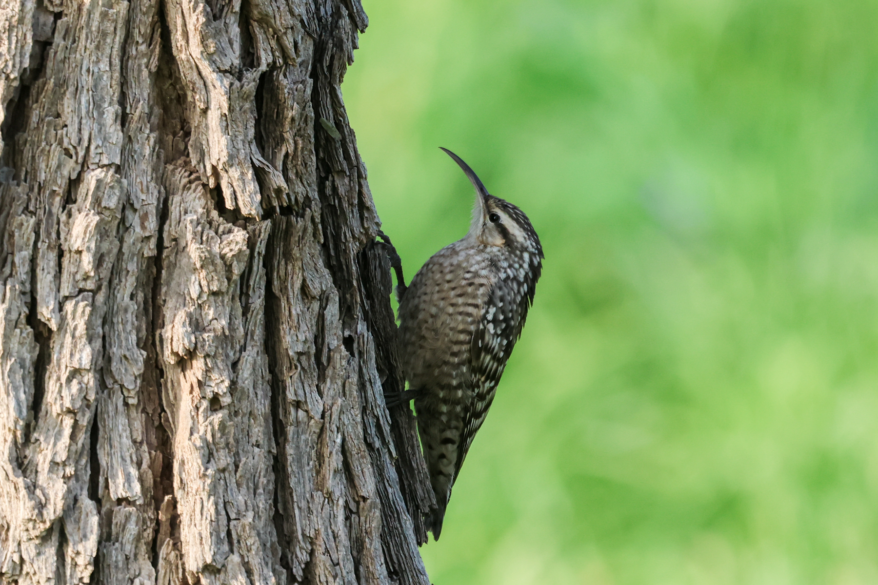 Indian Spotted Creeper (image by Hannu Jännes)