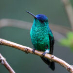 Indigo-capped Hummingbird (image by Trevor Ellery)
