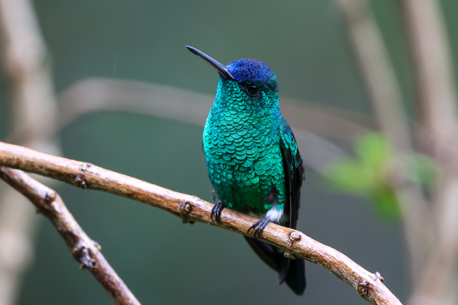Indigo-capped Hummingbird (image by Trevor Ellery)