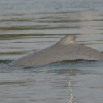 Irrawaddy Dolphin (image by Vincent van der Spek)