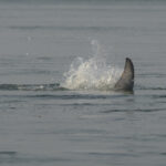 Irrawaddy Dolphin (image by Vincent van der Spek)