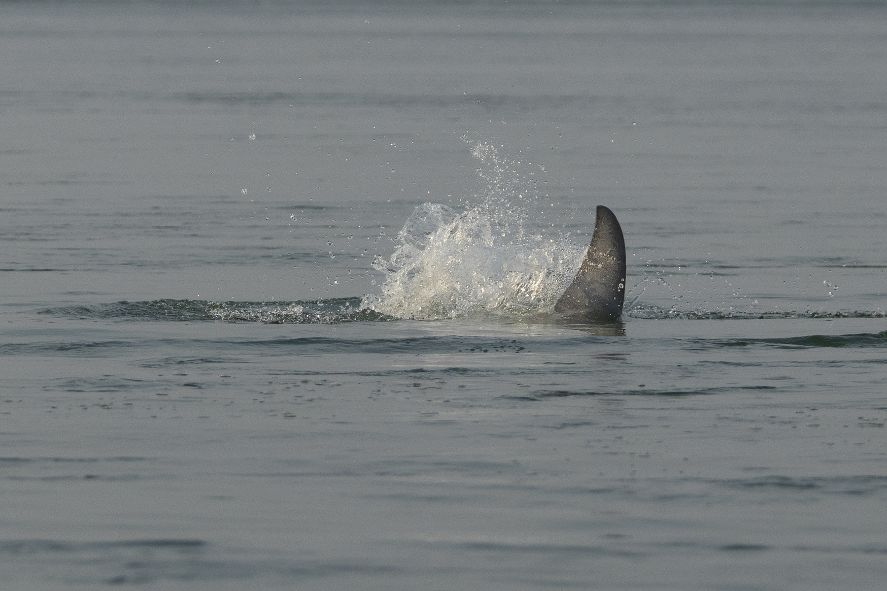 Irrawaddy Dolphin (image by Vincent van der Spek)