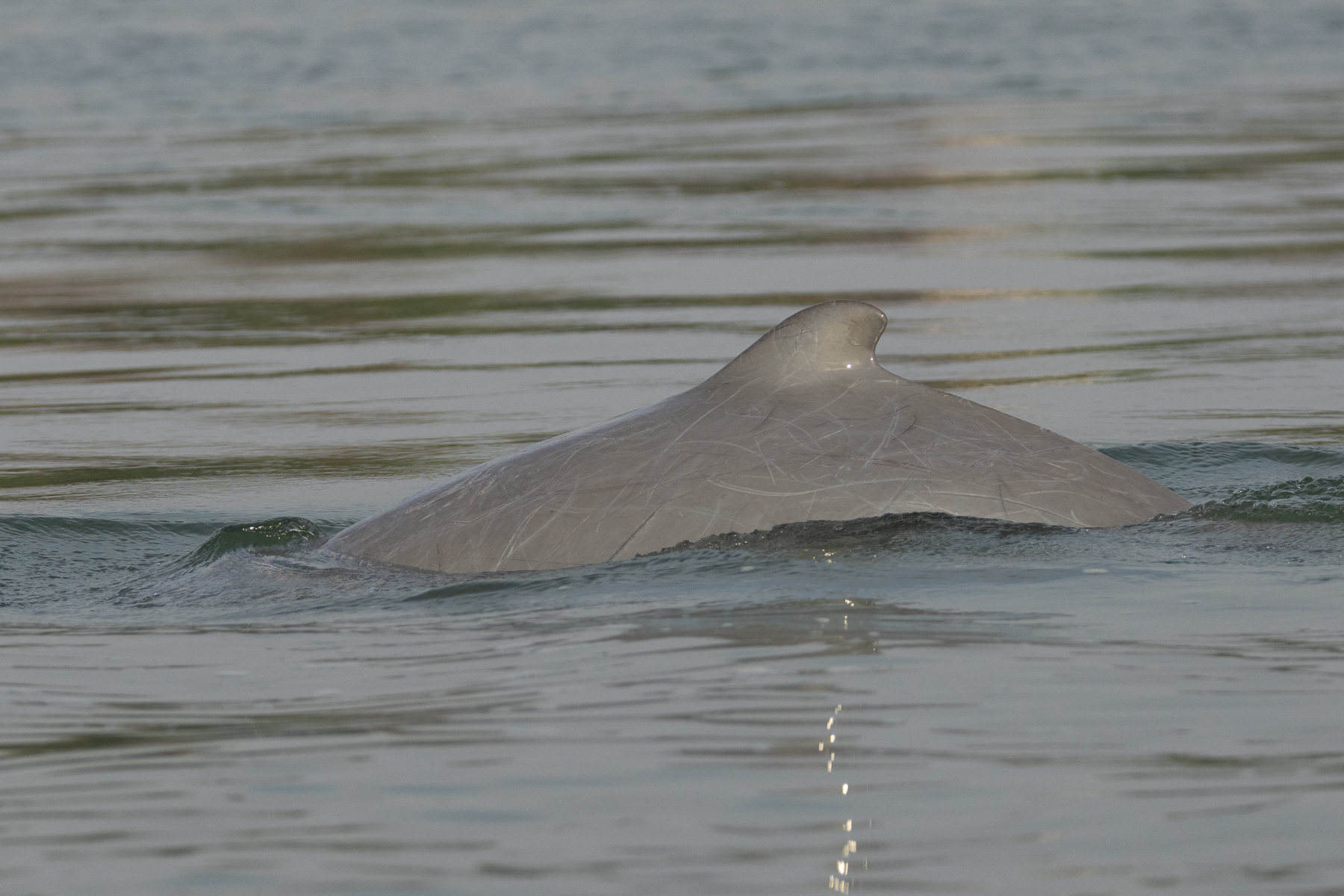 Irrawaddy Dolphin (image by Vincent van der Spek)