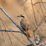 Isabelline Shrike (image by Hannu Jännes)