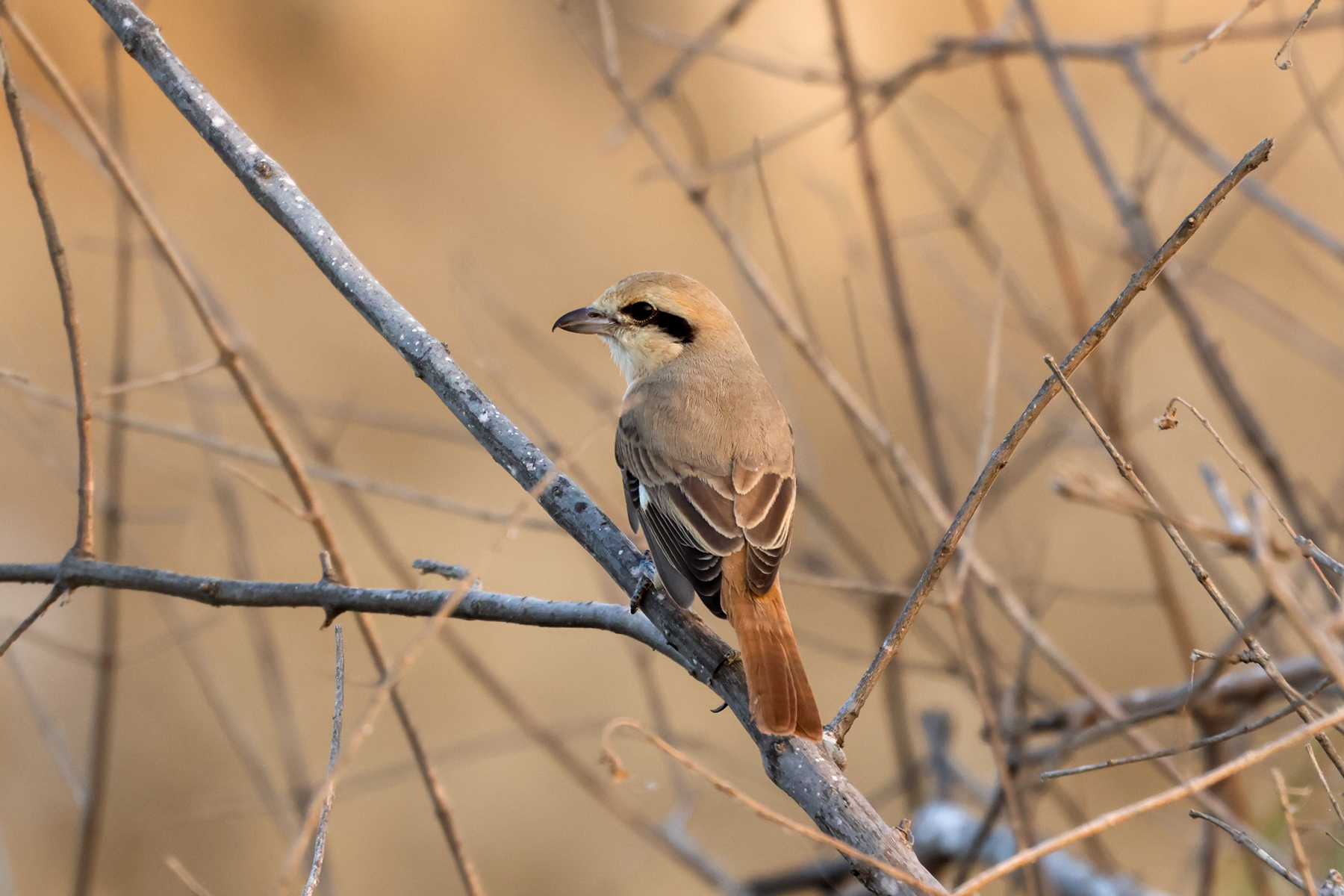 Isabelline Shrike (image by Hannu Jännes)