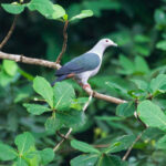 Island Imperial Pigeon (image by Phil Hansbro)