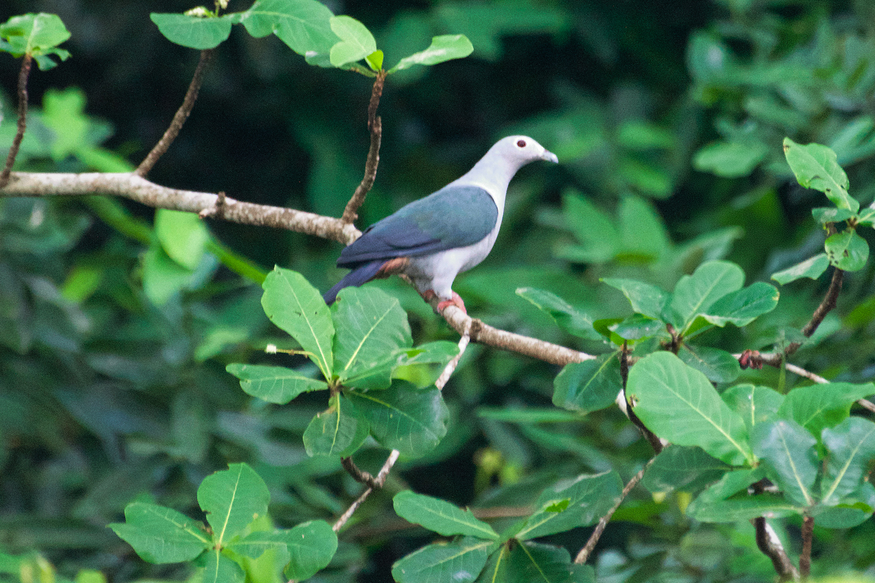 Island Imperial Pigeon (image by Phil Hansbro)