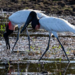 Jabiru (image by Eustace Barnes)