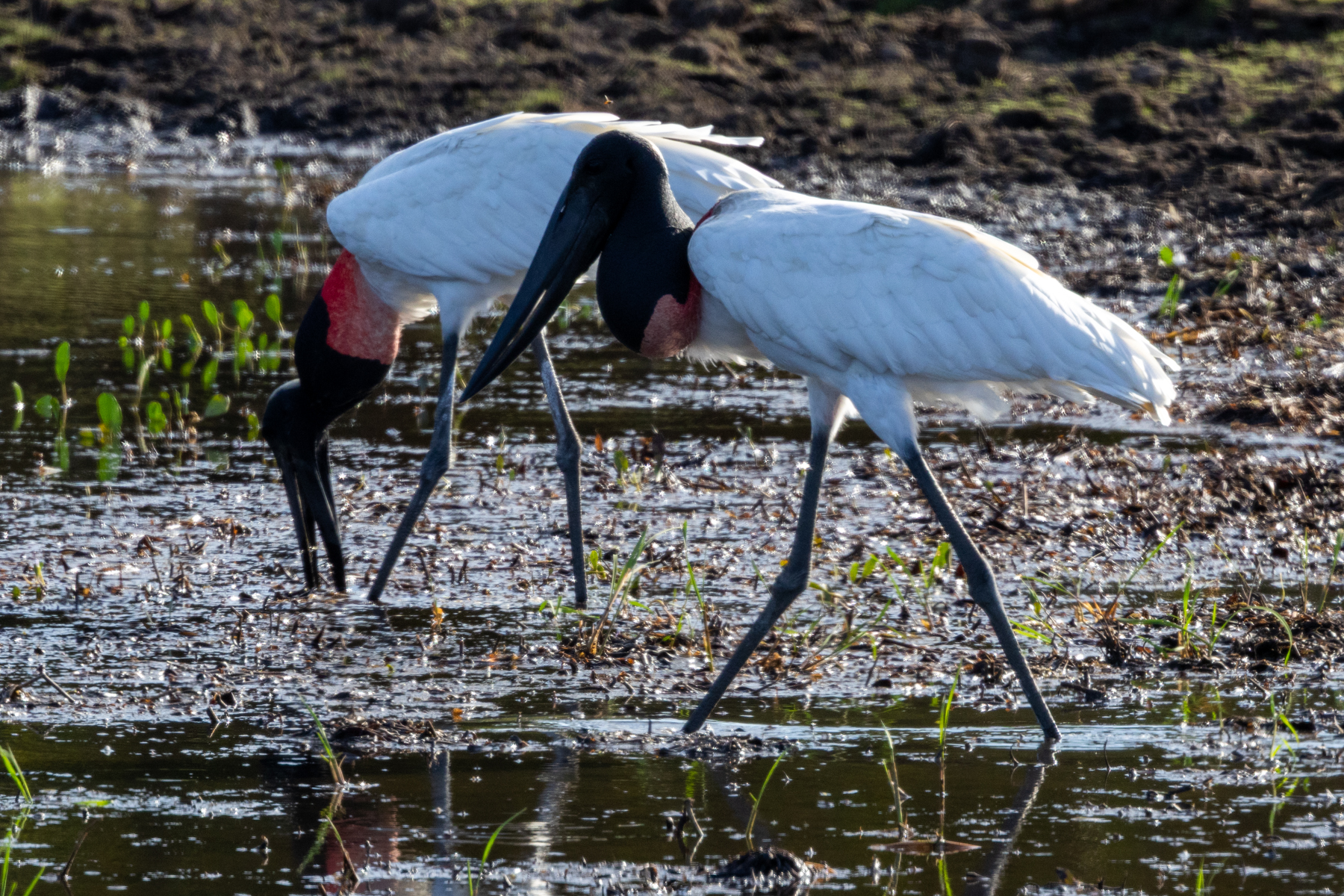 Jabiru (image by Eustace Barnes)
