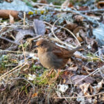 Japanese Accentor (image by Dave Farrow)