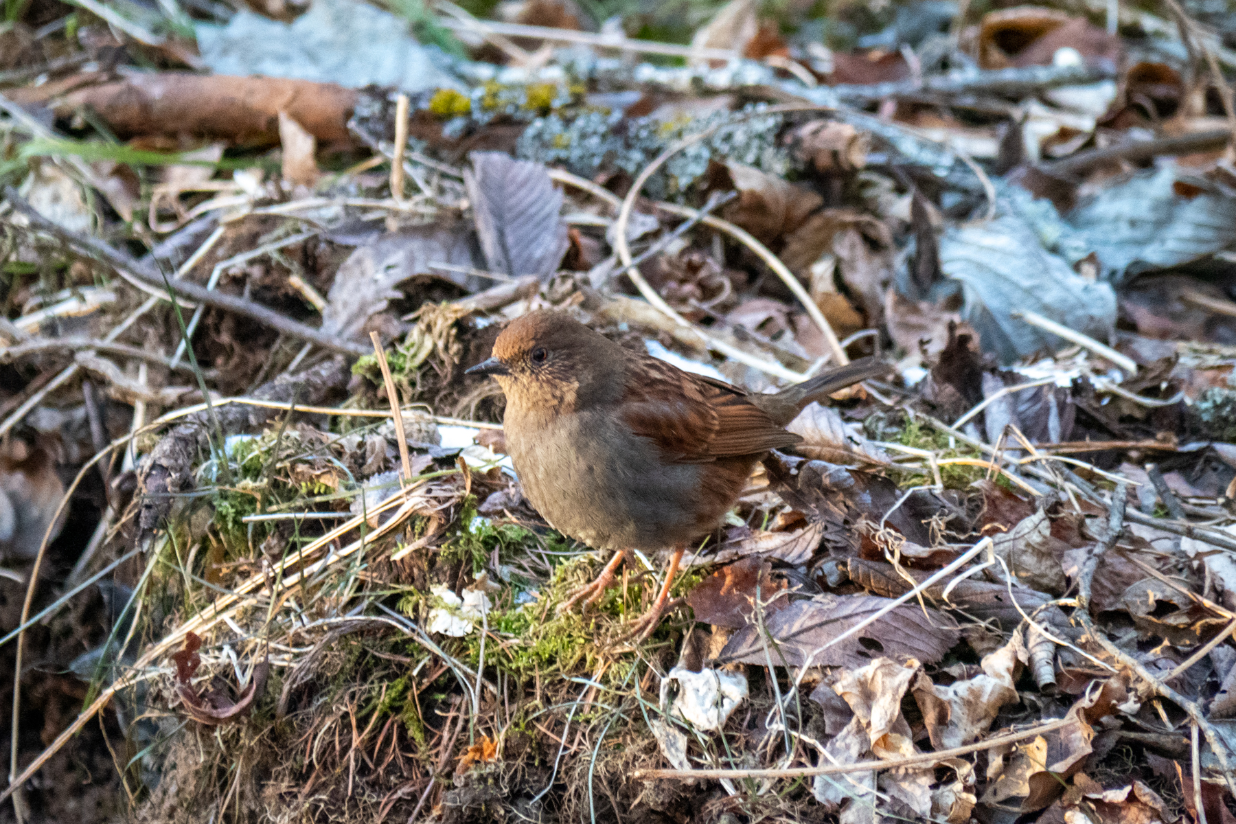 Japanese Accentor (image by Dave Farrow)