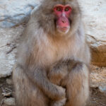 Japanese Macaque (image by Dave Farrow)