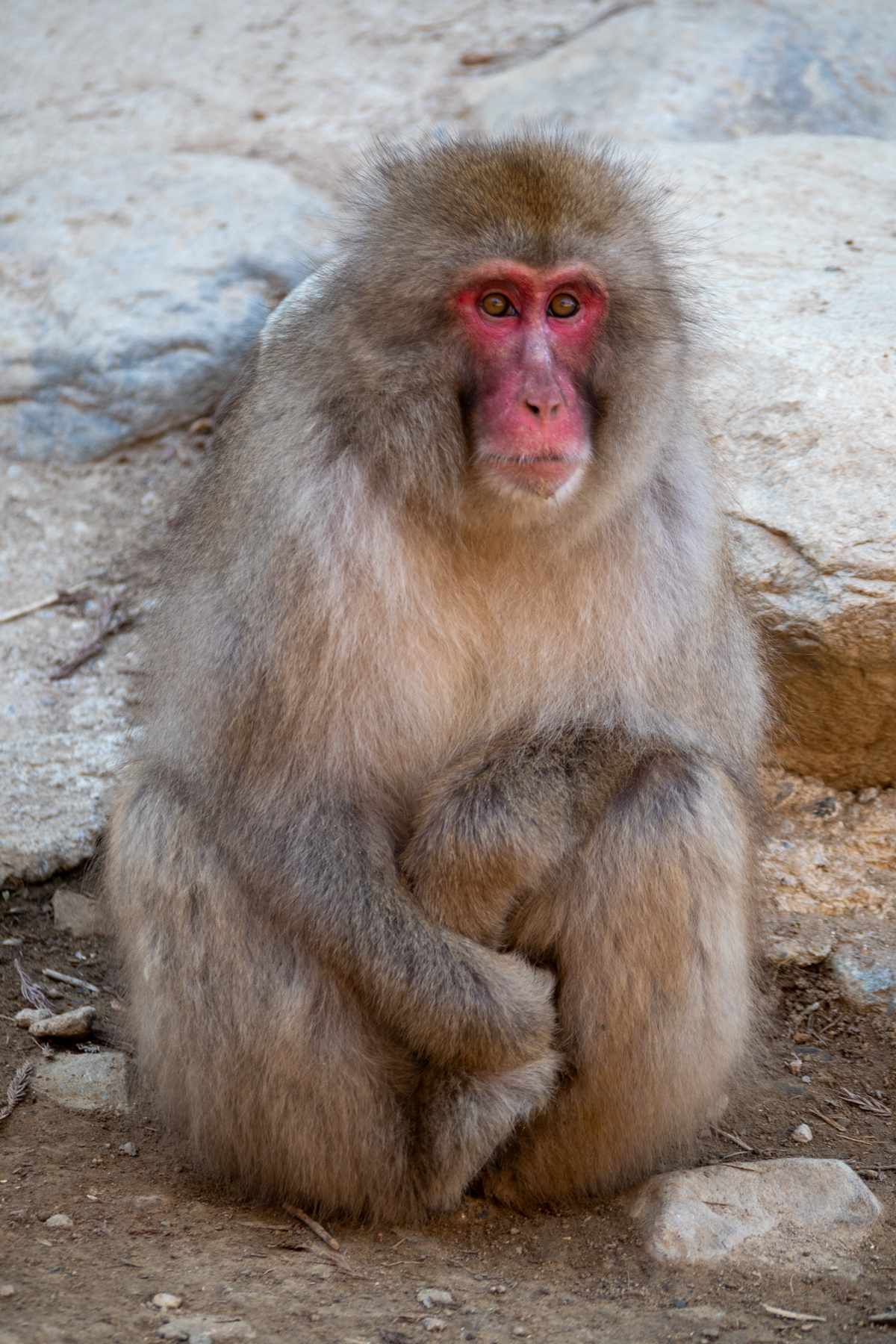 Japanese Macaque (image by Dave Farrow)