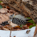 Japanese Pygmy Woodpecker (image by Dave Farrow)