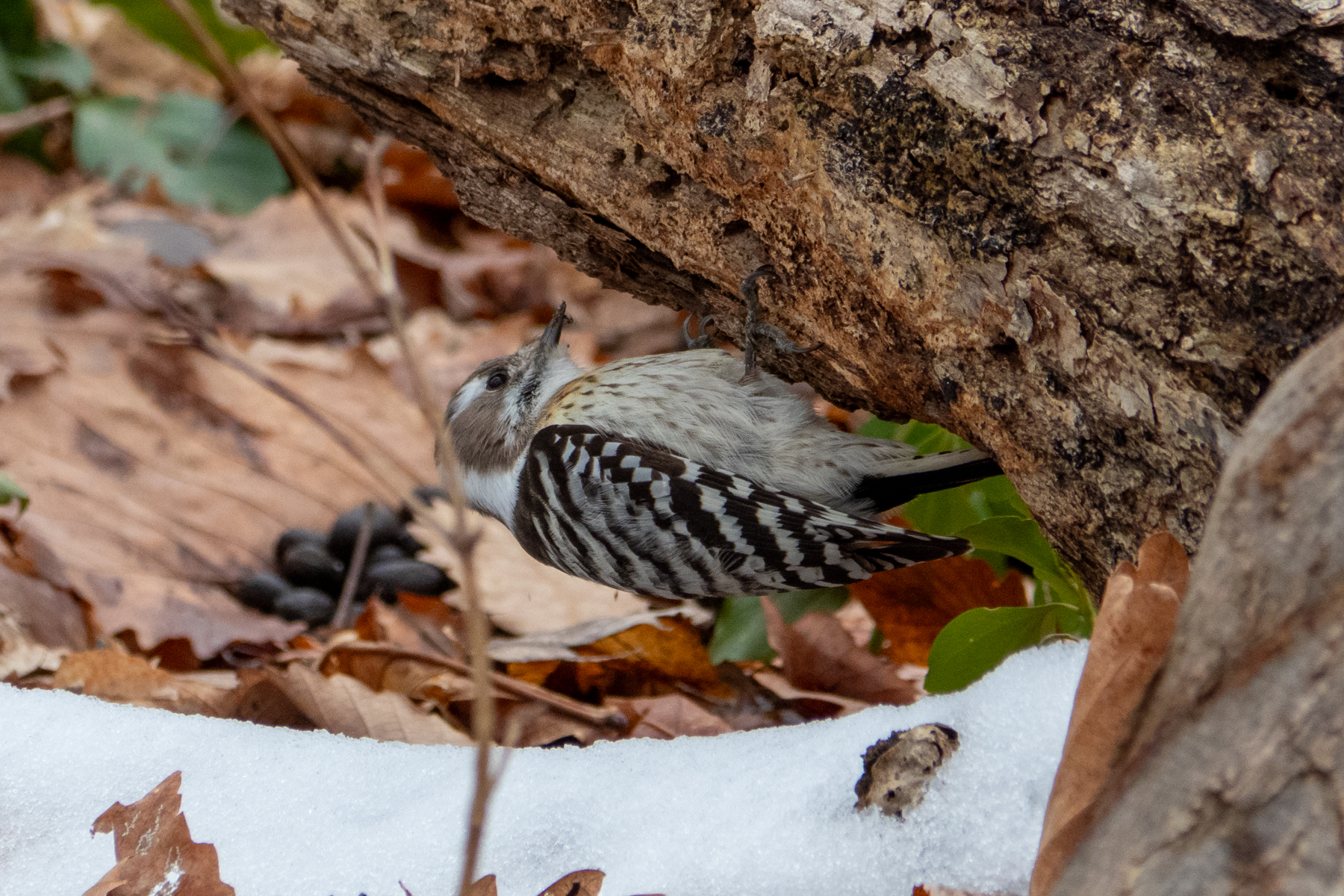 Japanese Pygmy Woodpecker (image by Dave Farrow)