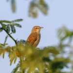 Jungle Prinia (image by Hannu Jännes)