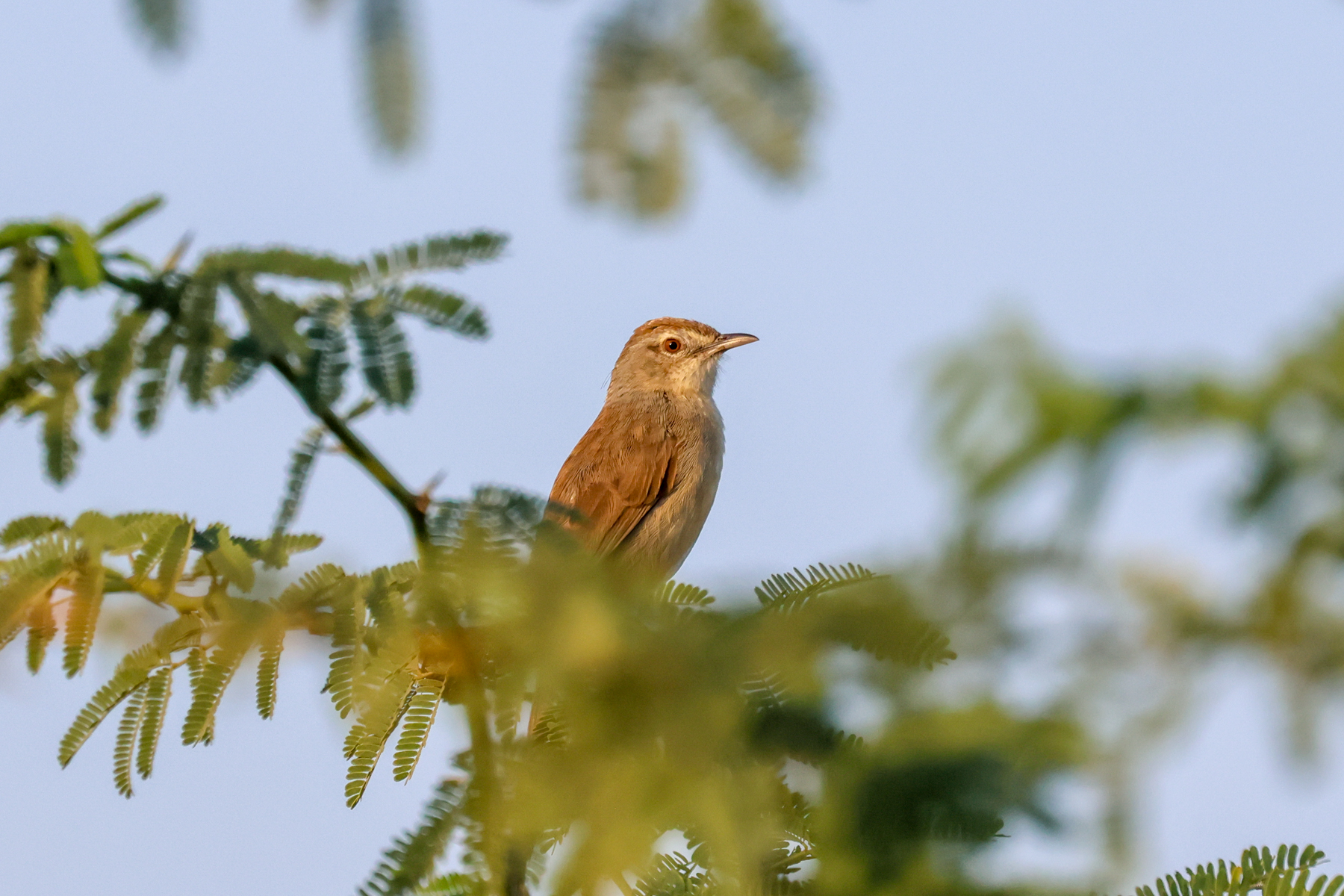 Jungle Prinia (image by Hannu Jännes)