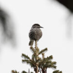 Kashmir Nutcracker (image by Hannu Jännes)