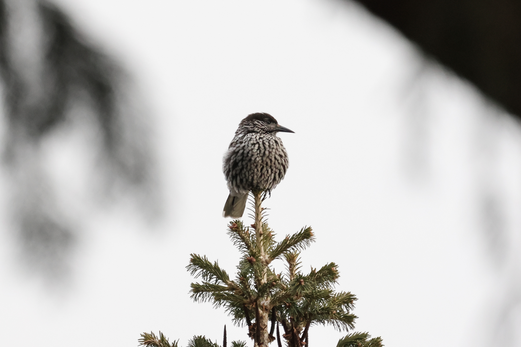 Kashmir Nutcracker (image by Hannu Jännes)