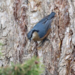 Kashmir Nuthatch (image by Hannu Jännes)
