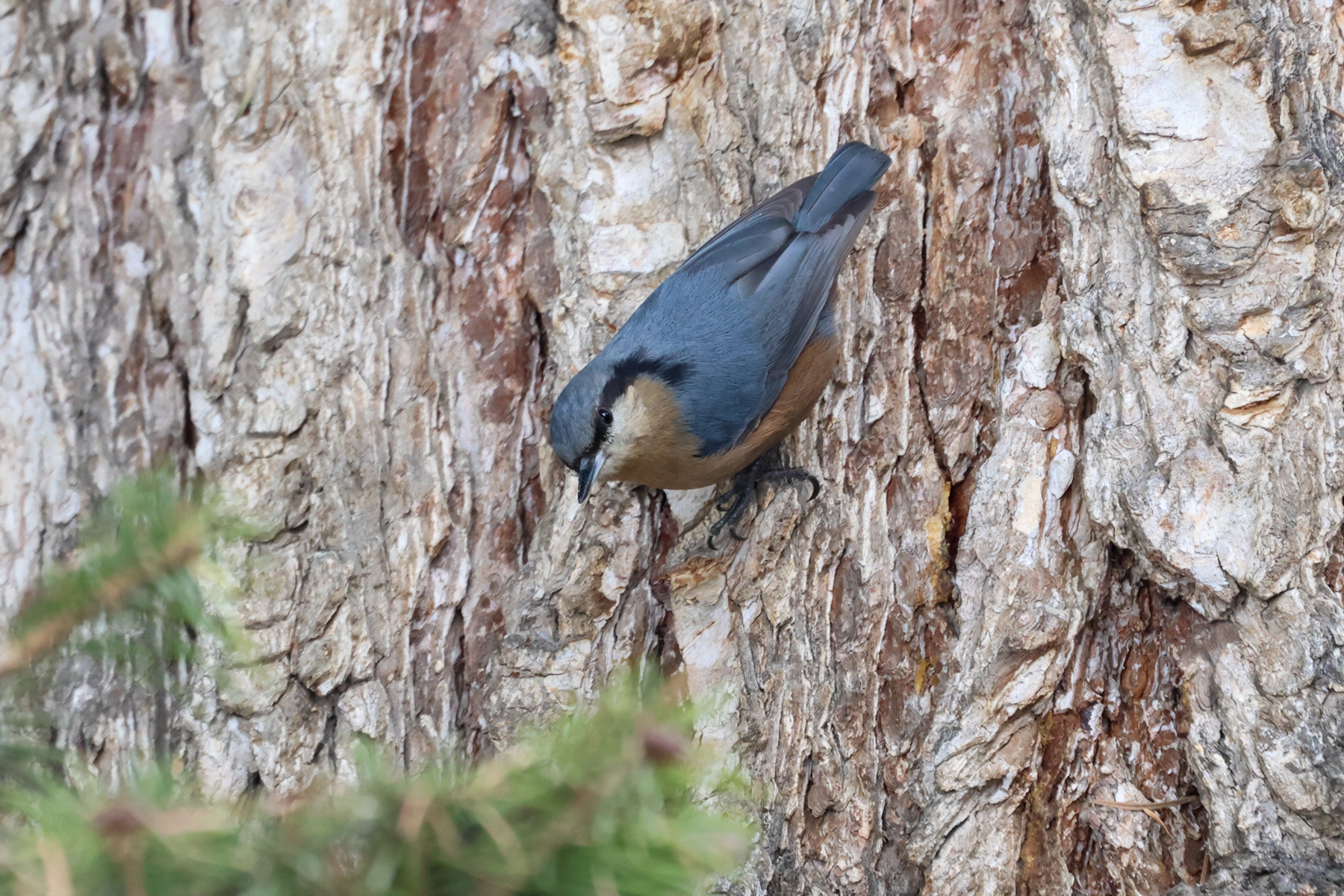 Kashmir Nuthatch (image by Hannu Jännes)