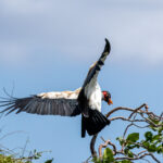King Vulture (image by Eustace Barnes)