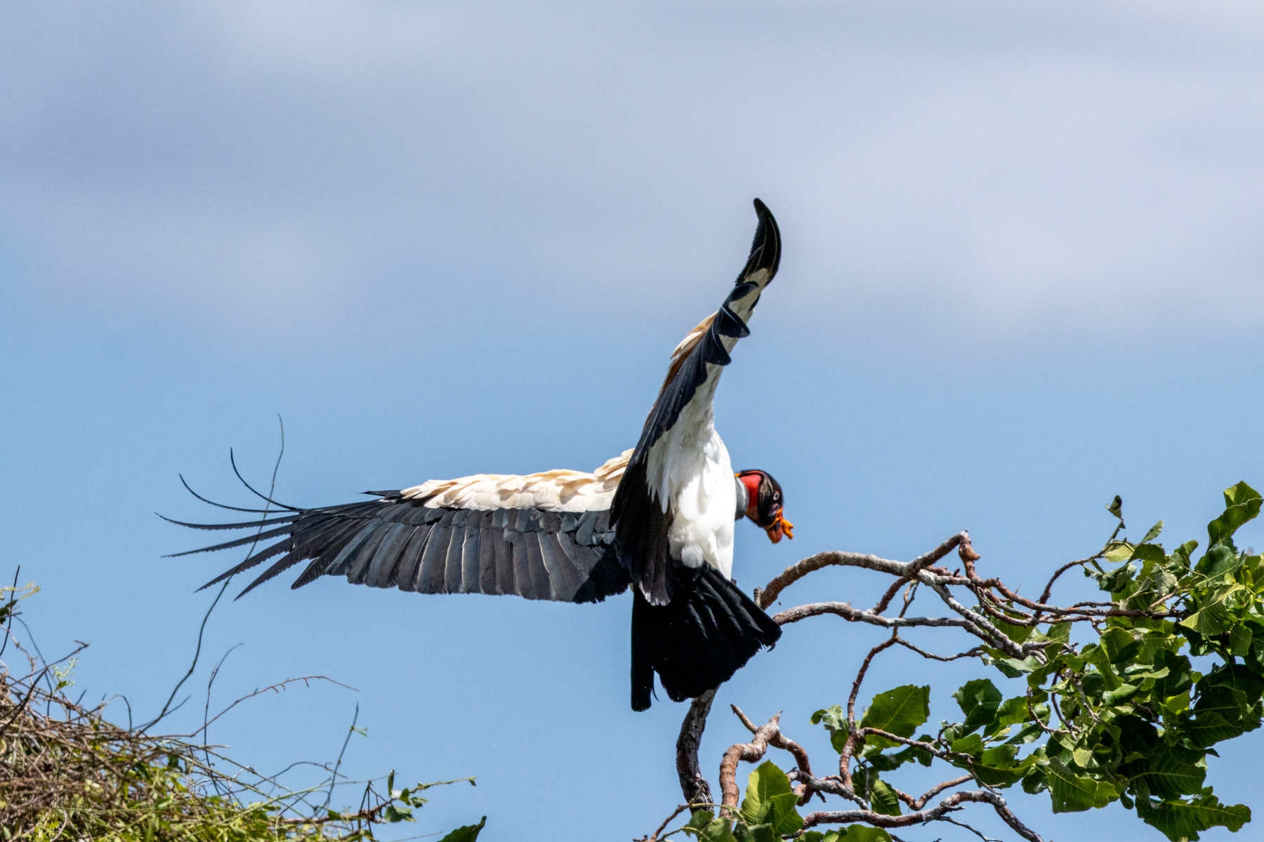 King Vulture (image by Eustace Barnes)