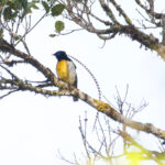 King-of-Saxony Bird-of-paradise (image by Phil Hansbro)