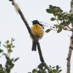 King-of-Saxony Bird-of-paradise (image by Phil Hansbro)