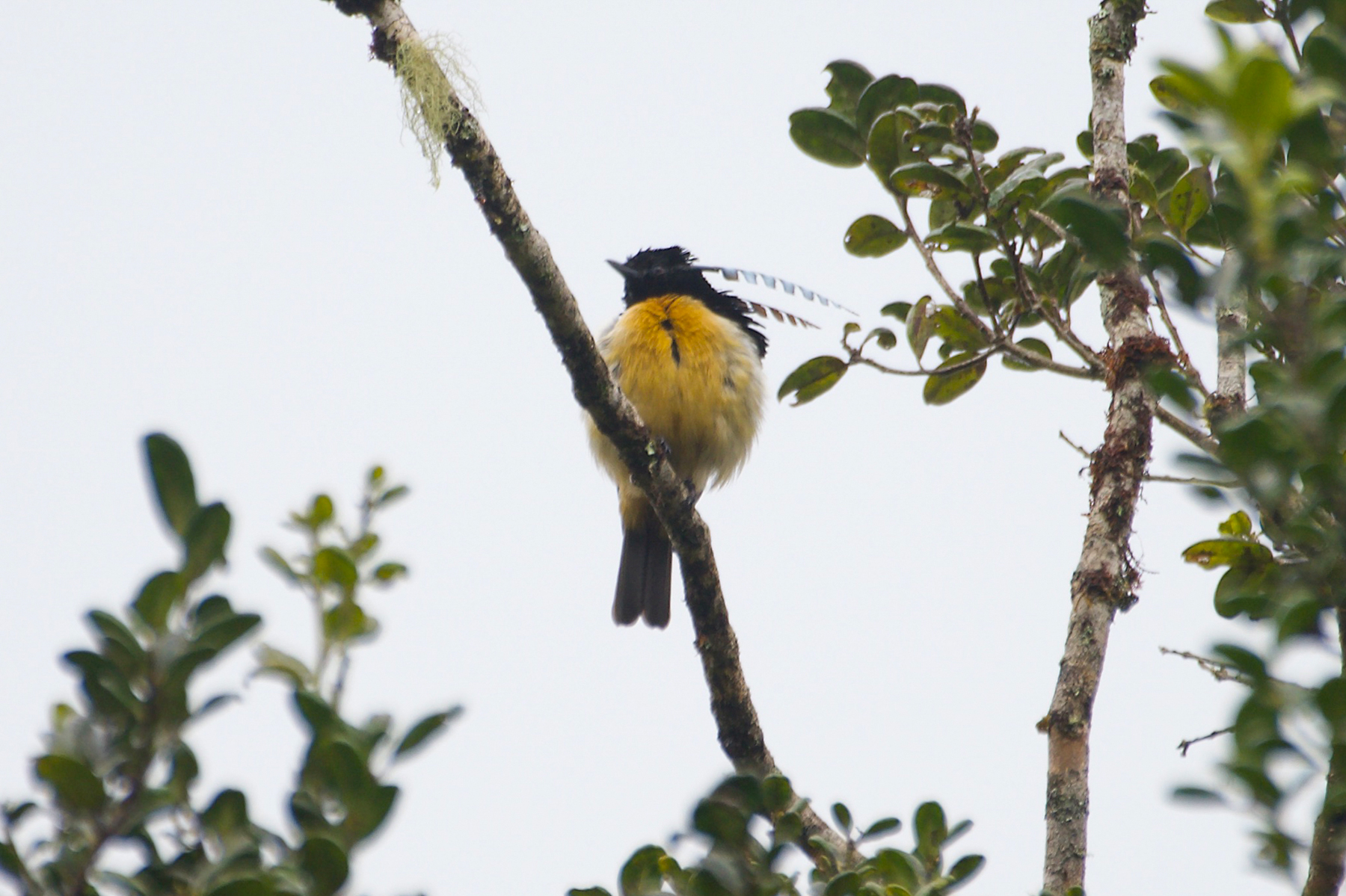 King-of-Saxony Bird-of-paradise (image by Phil Hansbro)