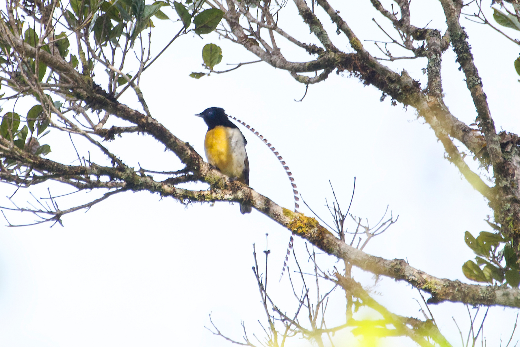 King-of-Saxony Bird-of-paradise (image by Phil Hansbro)