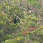 Laos Langur (image by Vincent van der Spek)